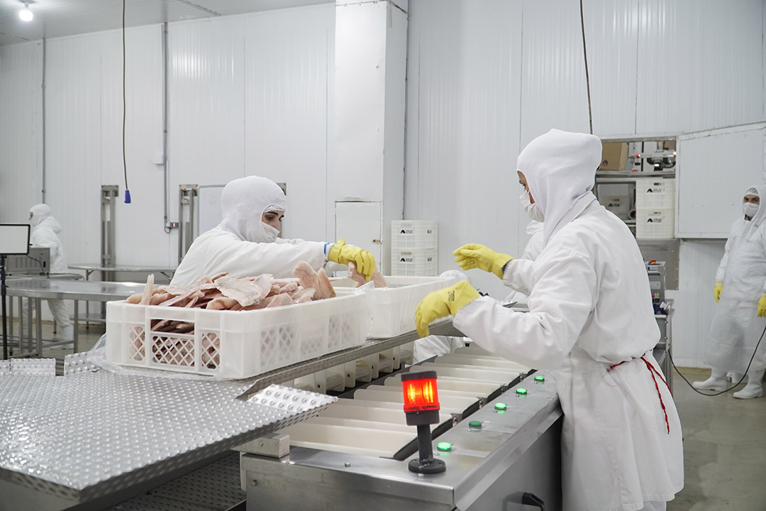 Linha de produção Iglu